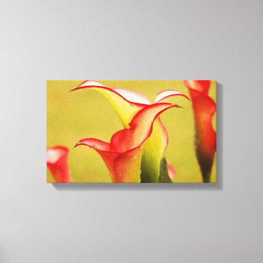 Calla Lily Wall Art Leinwanddruck (Vorderseite)