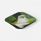 Calla Lily, Zantedeschia Pappteller (Gewinkelt)