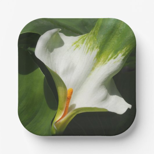 Calla Lily, Zantedeschia Pappteller (Vorderseite)