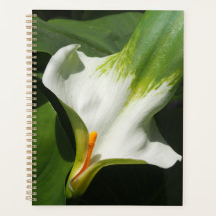 Calla Lily, Zantedeschia Planer