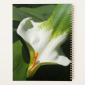 Calla Lily, Zantedeschia Planer (Rückseite)