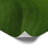 Calla Lily, Zantedeschia Poster (Ecke)