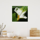 Calla Lily, Zantedeschia Poster (Küche)