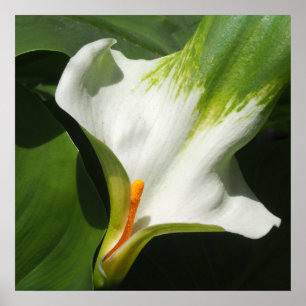 Calla Lily, Zantedeschia Poster