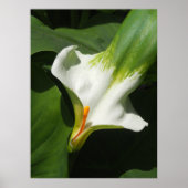 Calla Lily, Zantedeschia Poster (Vorne)