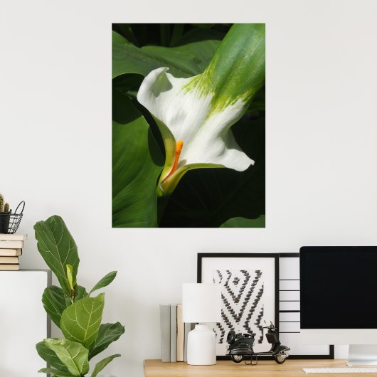 Calla Lily, Zantedeschia Poster (Heimbüro)