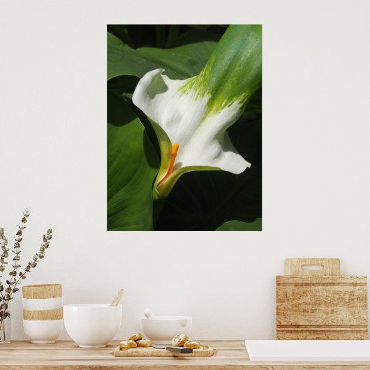Calla Lily, Zantedeschia Poster (Küche)