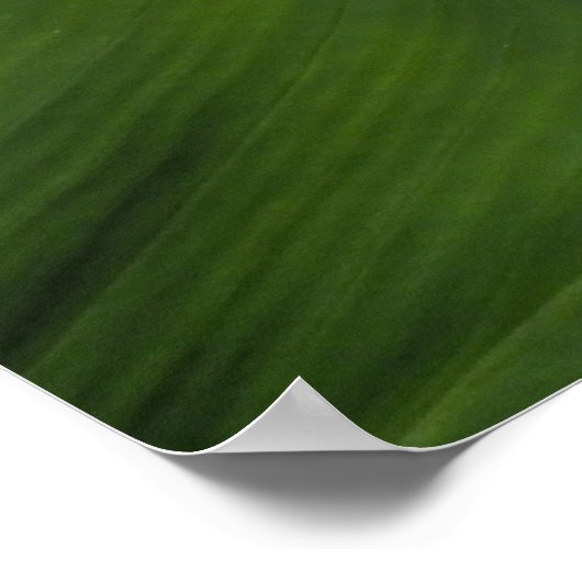 Calla Lily, Zantedeschia Poster (Ecke)