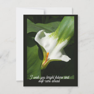 Calla Lily, Zantedeschia Postkarte