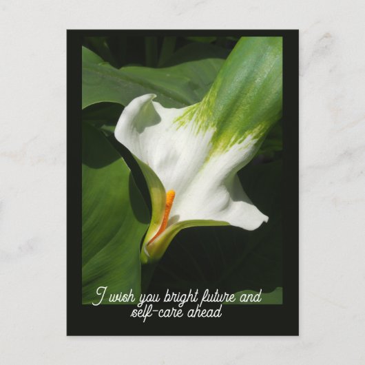 Calla Lily, Zantedeschia Postkarte (Vorderseite)