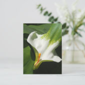 Calla Lily, Zantedeschia Postkarte (Stehend Vorderseite)