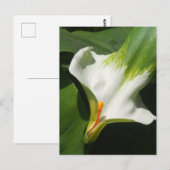 Calla Lily, Zantedeschia Postkarte (Vorne/Hinten)
