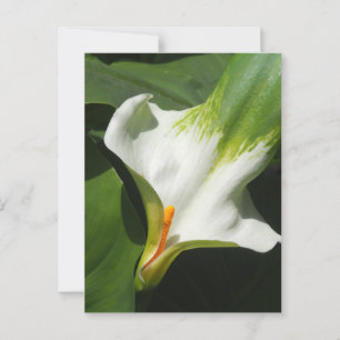 Calla Lily, Zantedeschia Postkarte