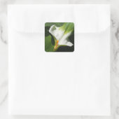 Calla Lily, Zantedeschia Quadratischer Aufkleber (Tasche)