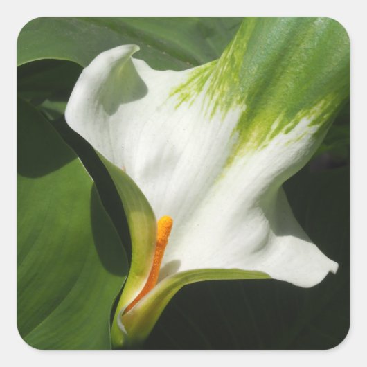 Calla Lily, Zantedeschia Quadratischer Aufkleber (Vorderseite)