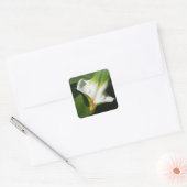 Calla Lily, Zantedeschia Quadratischer Aufkleber (Umschlag)