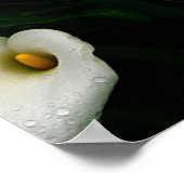 Calla Lilys Poster (Ecke)