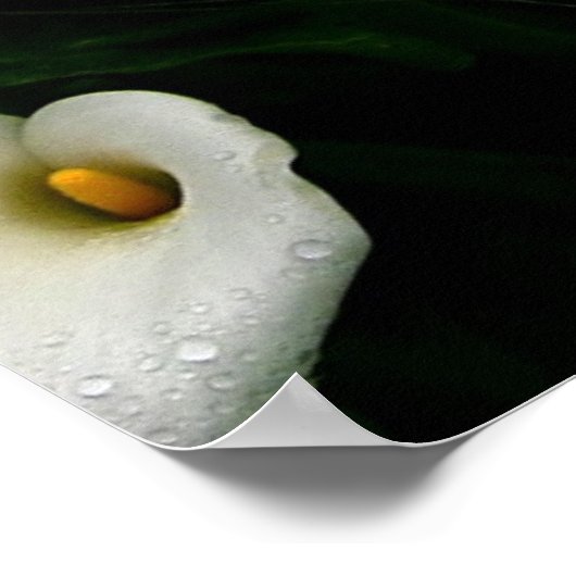 Calla Lilys Poster (Ecke)