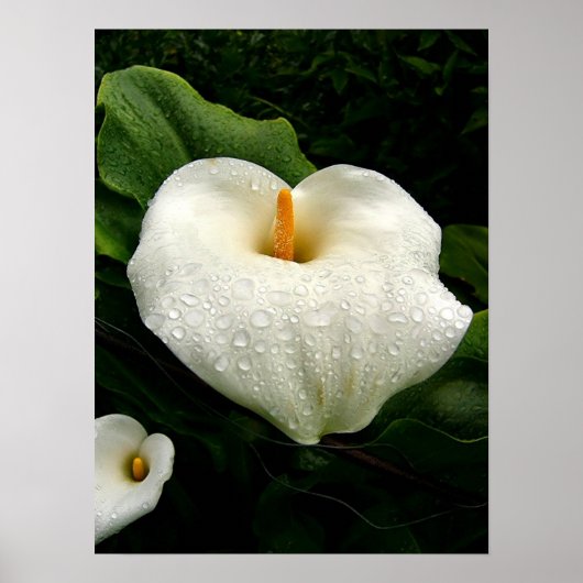 Calla Lilys Poster (Vorne)