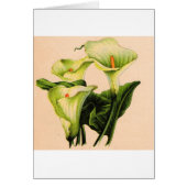 Calla lis (Vorne)