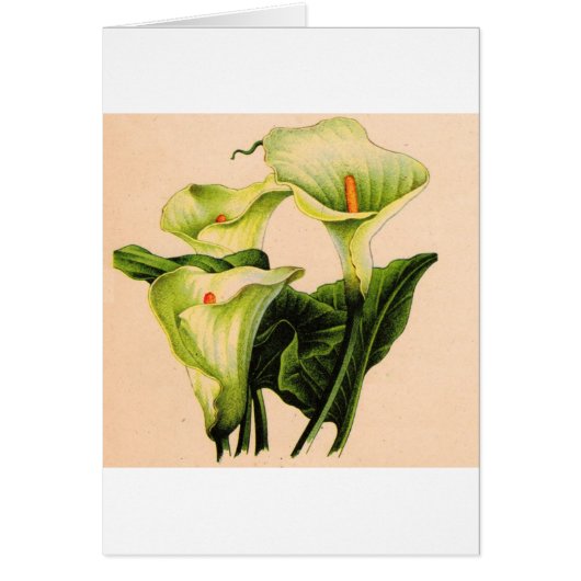 Calla lis (Vorne)