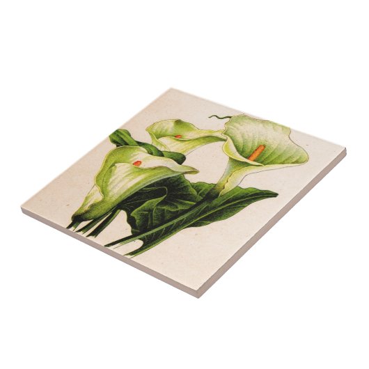 Calla lis fliese (Seite)