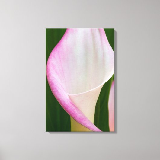 Calla Pano Leinwanddruck (Vorderseite)