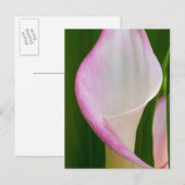 Calla Pano Postkarte (Vorne/Hinten)