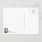 Calla Pano Postkarte (Rückseite)