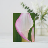 Calla Pano Postkarte (Stehend Vorderseite)