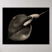 Calla Poster (Vorne)
