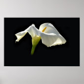 Calla Poster (Vorne)