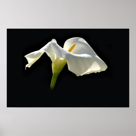 Calla Poster (Vorne)