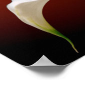 Calla Poster (Ecke)