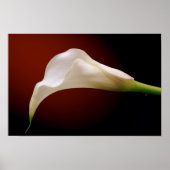 Calla Poster (Vorne)