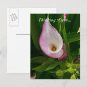 Calla Roll Denken Sie an Sie Postkarte (Vorne/Hinten)