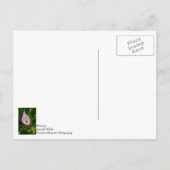 Calla Roll Denken Sie an Sie Postkarte (Rückseite)