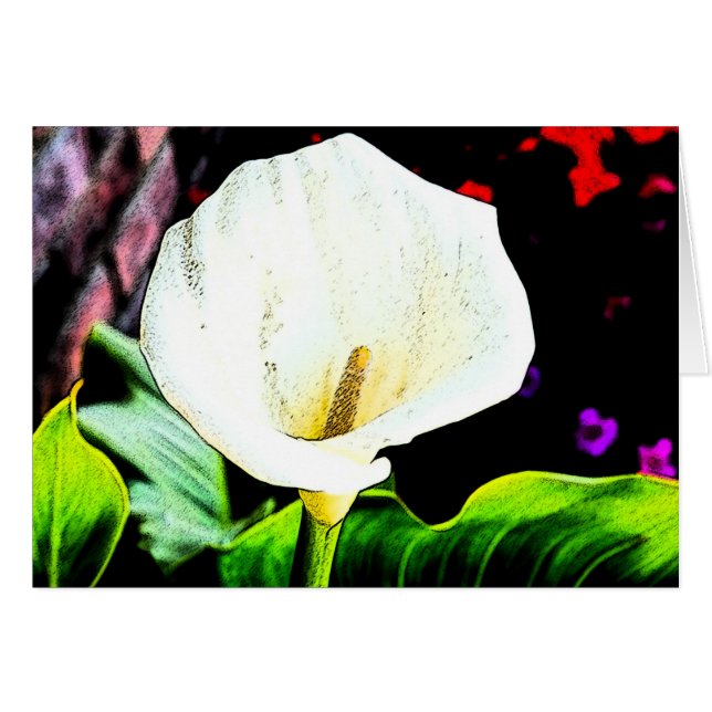 Calla Sideways (Vorderseite (Horizontal))