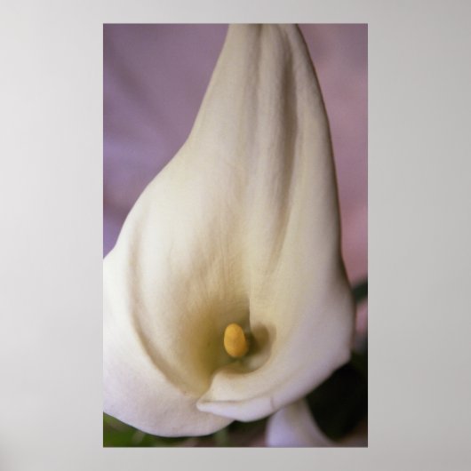 Callalilies Poster (Vorne)
