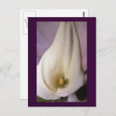 Callalilies Postkarte (Vorne/Hinten)