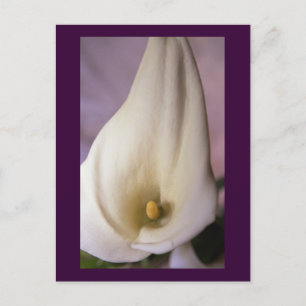 Callalilies Postkarte
