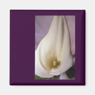Callalily Magnet