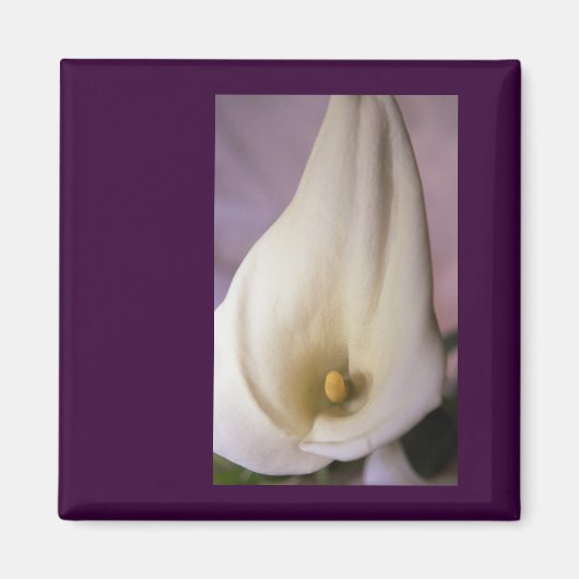 Callalily Magnet (Vorne)
