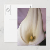 Callalily Postkarte (Vorne/Hinten)