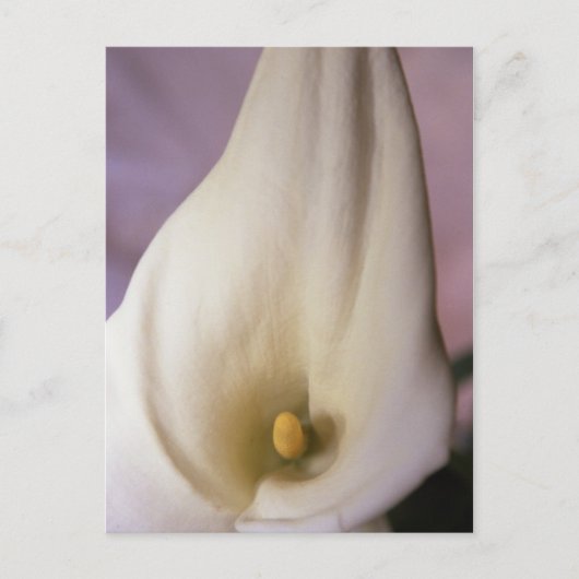 Callalily Postkarte (Vorderseite)