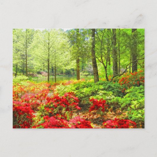 Callaway Azaleas Postkarte (Vorderseite)