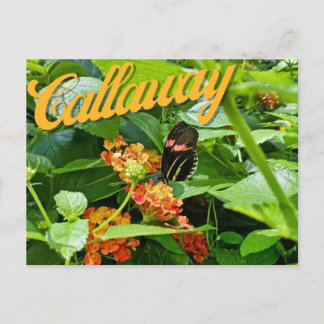 Callaway Garden Butterfly Blume Georgia Postcard Postkarte