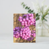 Callicarpa bodinieri (pink) - Postkarte (Stehend Vorderseite)