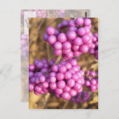 Callicarpa bodinieri (pink) - Postkarte (Vorne/Hinten)