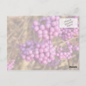 Callicarpa bodinieri (pink) - Postkarte (Rückseite)